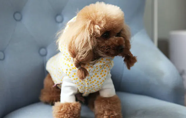 Dog Puffer Jacket Lightweight Floral Pattern